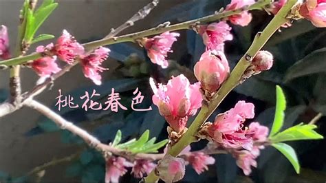 桃花樹結果|桃花樹能結桃子嗎 —【發財農業網】